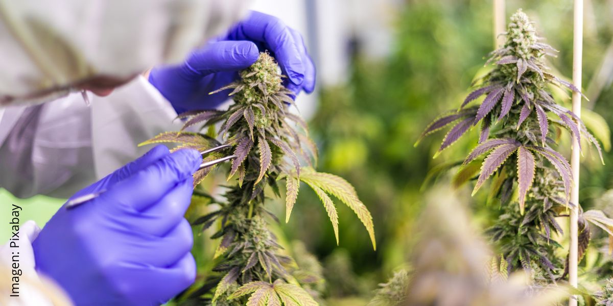 23.01.24 – cannabis