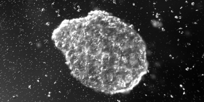 24.02.23 – Modelo experimental cancer ojo