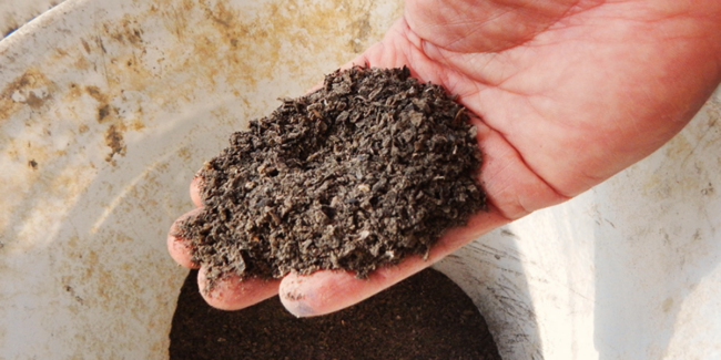 2024-03-18 – PEIS harina insectos