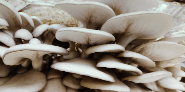 24.04.08 – Produccion de Hongos y Biogas