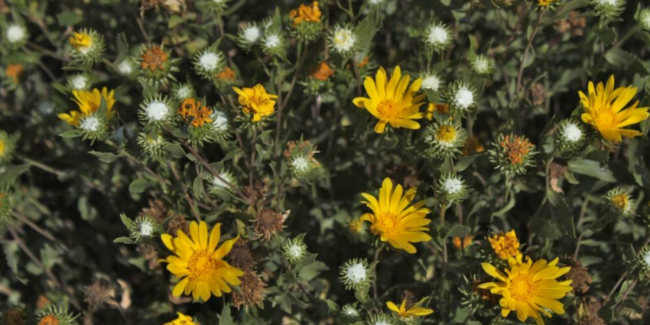 2024-04-30 – Plantas inhiben Dengue