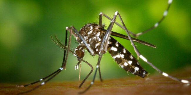 2024-08-27 – Dengue