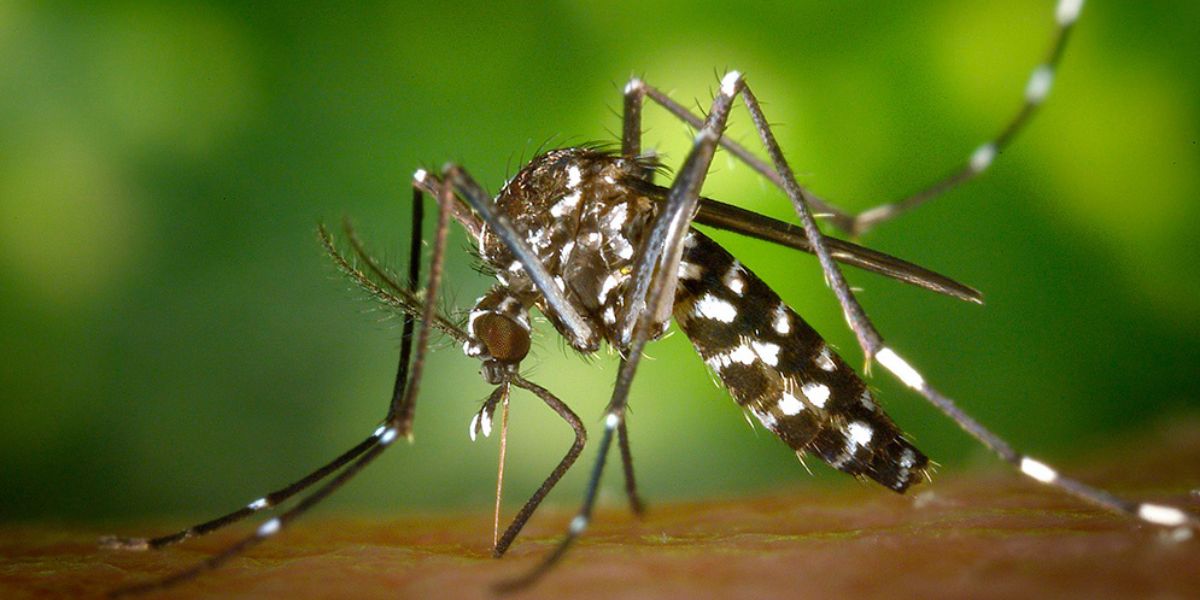 2024-08-27 – Dengue