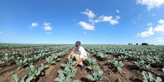 2024-09-30 – Biofortificacion