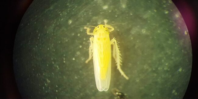 2024-10-03 – chicharrita