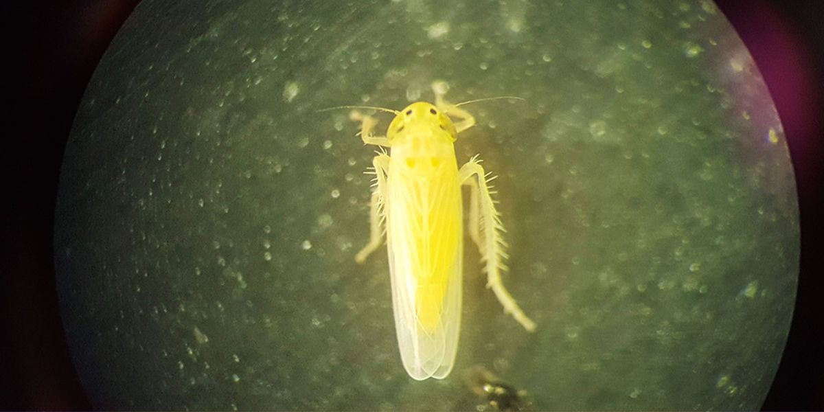 2024-10-03 – chicharrita