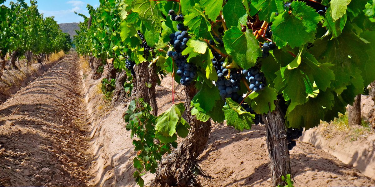 2024-10-29 – Malbec