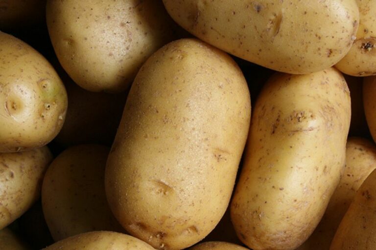 2024-12-09 – Tuberculos resistentes