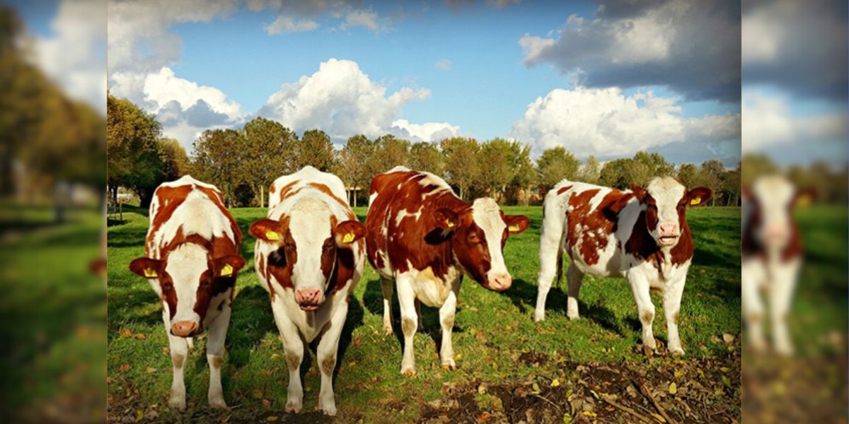 2024-12-13 – Test tuberculosis bovina