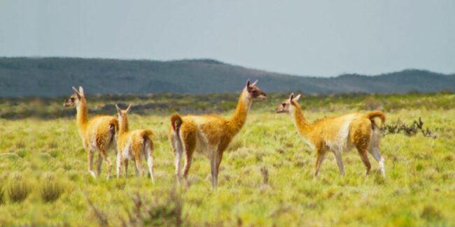 2025-01-02 – guanacos