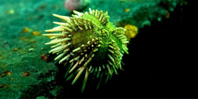 2025-01-24 – IRISEA