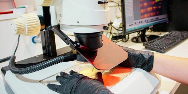 2025-03-25 – Regeneracion de plantas