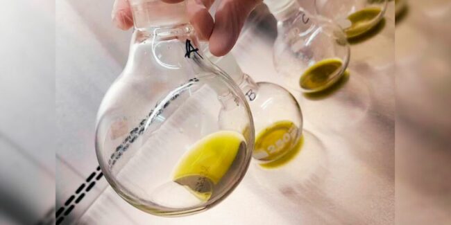 2025-04-08 – Bioinsumo contra hongos