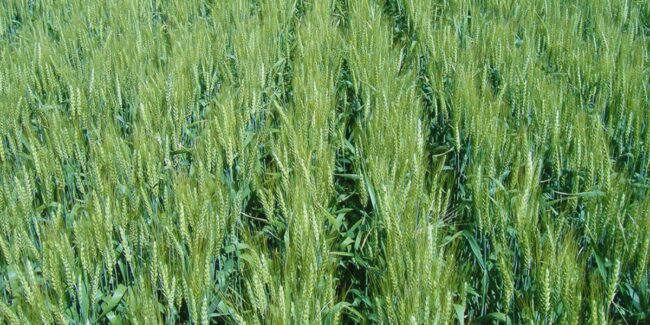 2025-06-25 – rendimiento trigo