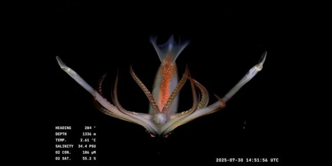 2025-07-31 – Mar del Plata profunda