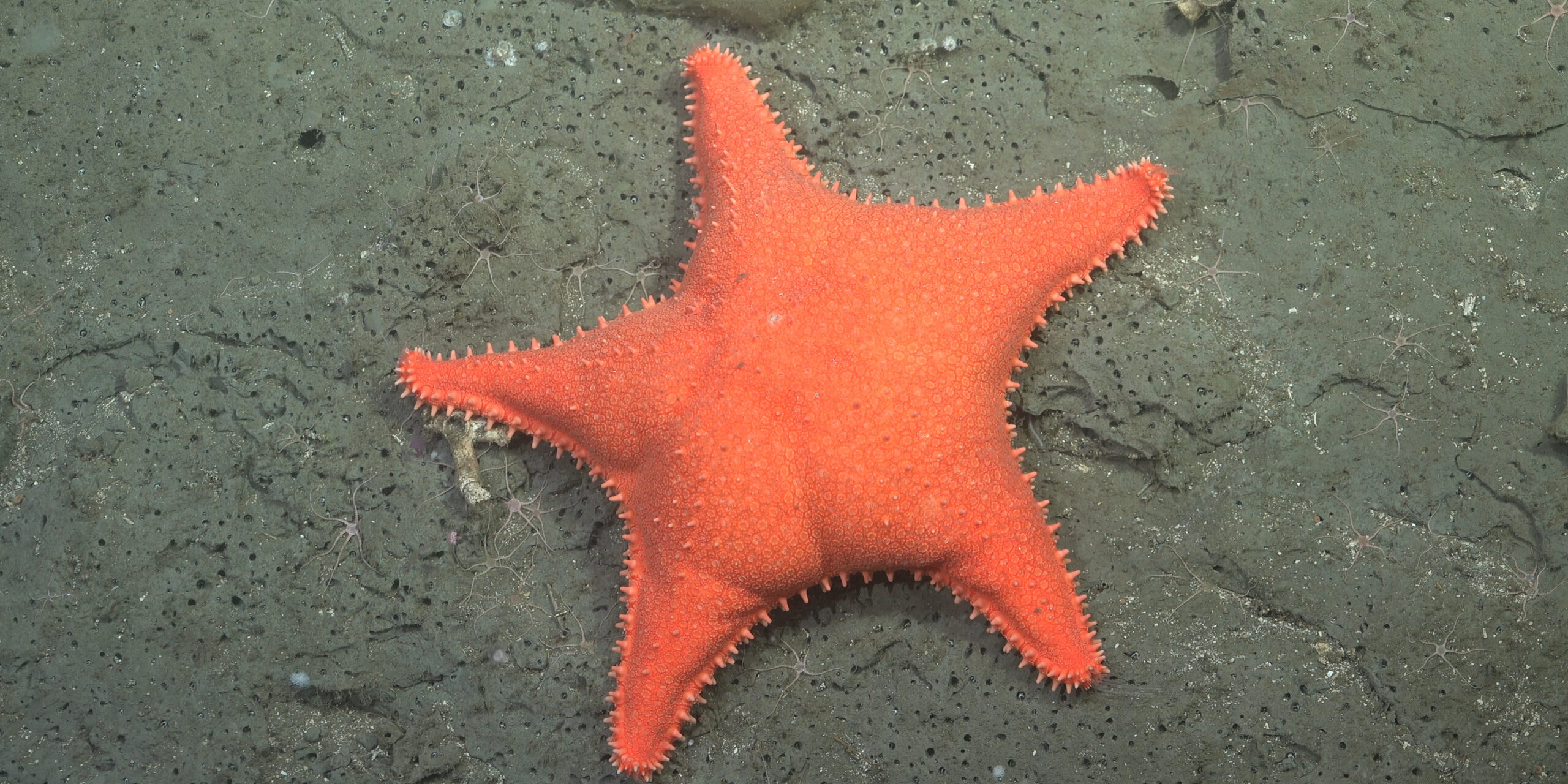 Seastar